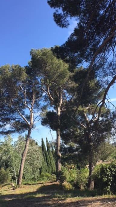 Mazet Provencal Au Coeur Des Alpilles La Reverie Maussane-les-Alpilles Extérieur photo